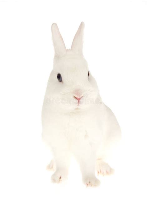 Blue Eyed White Netherland Dwarf Rabbit On White Stock Photo Image