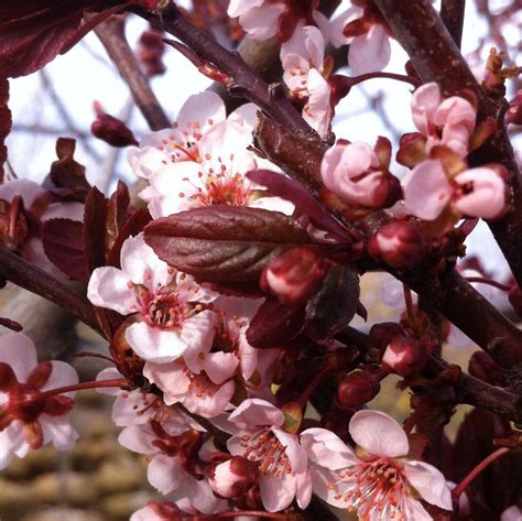 Prunus Cerasifera Newport From NVK Nurseries