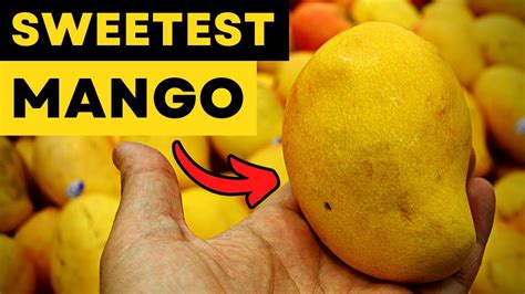 Sweetest Mangos In The World 23 Sugar Content┃top 10 Philippine