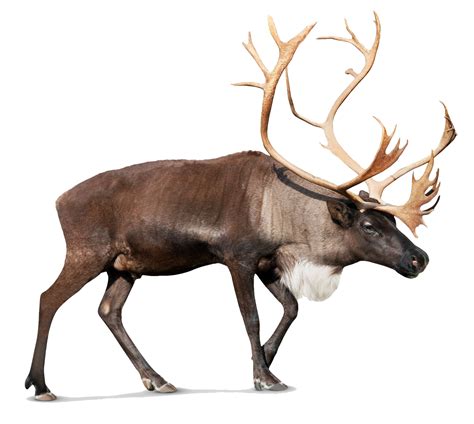 Realistic Moose Png Picture Png All Png All