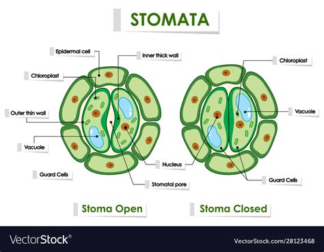 Diagram Showing Stomata On White Background Vector Image