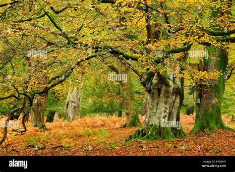 Beech Tree In Forest Hi Res Stock Photography And Images Alamy