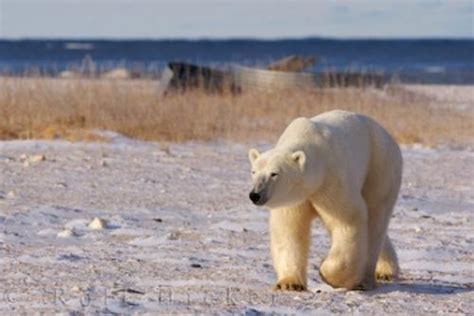 Arctic Ocean Native Polar Bear Animal Photo Information