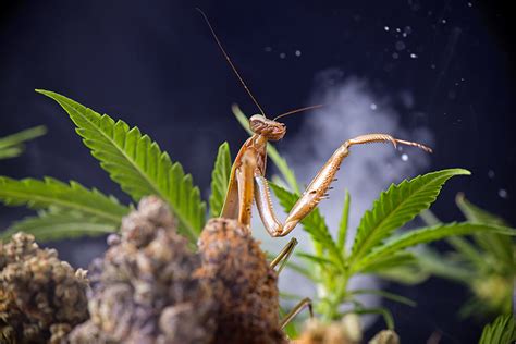 Cannabis Bugs And Pests Protect Your Weed Plants Indogrow