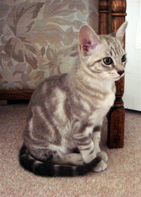 In terms of the worldwide history of the cat fancy this is also a fairly the inclusion of the marbled pattern meant the name had to be changed for obvious reasons and the name australian mist came about. Animal Facts: Australian Mist