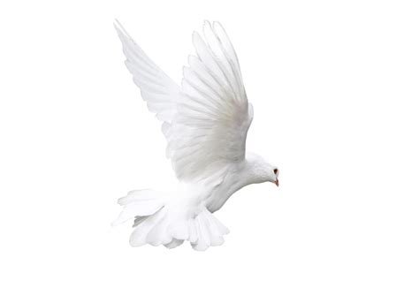 Free Dove Png Transparent Background Download Free Do
