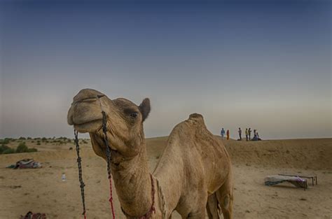 Real desert man safari camp we endeavor to surpass your expectations and make over your stay in the desert a memorable phase of the most favored activity picked up widely and popularly by everyone who visits desert of jaisalmer is the camel safari in dunes. An experience of Camel Ride in Desert Safari, in Rajasthan ...