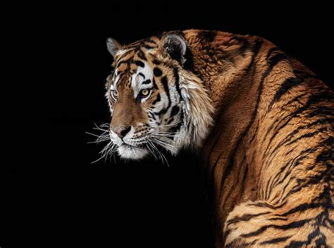 Tigre Depredador Guapo Amur Fondo De Pantalla HD Wallpaperbetter