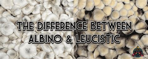 The Difference Between Albino And Leucistic Inoculate The World
