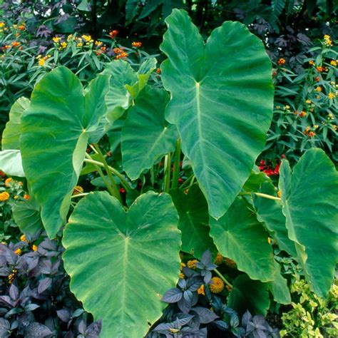 Elephants Ears Bulb Elephant Ear Bulbs Elephant Ear Plant Elephant