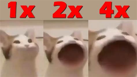Pop Cat But It Keeps Getting Faster Youtube