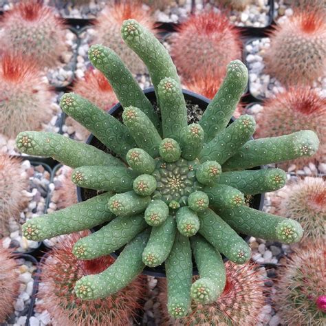 Euphorbia esculenta inhermis | Euphorbia, Succulent fertilizer, Plants