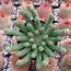 Euphorbia Esculenta Inhermis  Succulent Fertilizer Plants