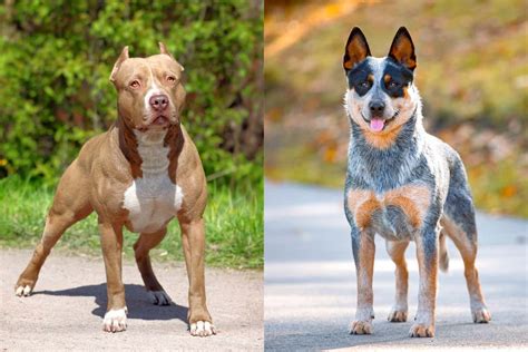 Pit Heeler Pitbull And Blue Heeler Mix Info Pictures Facts Faqs And More