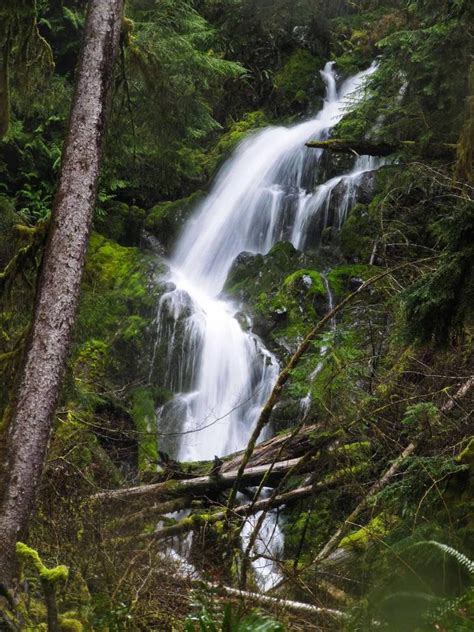 Hoh Rainforest Olympic National Park Washington Olympic National