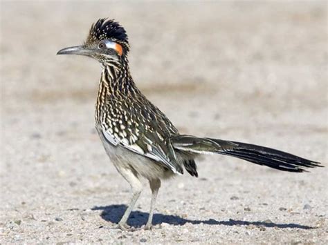 Can These Birds Fly Greater Roadrunner Road Runner Texas Animals