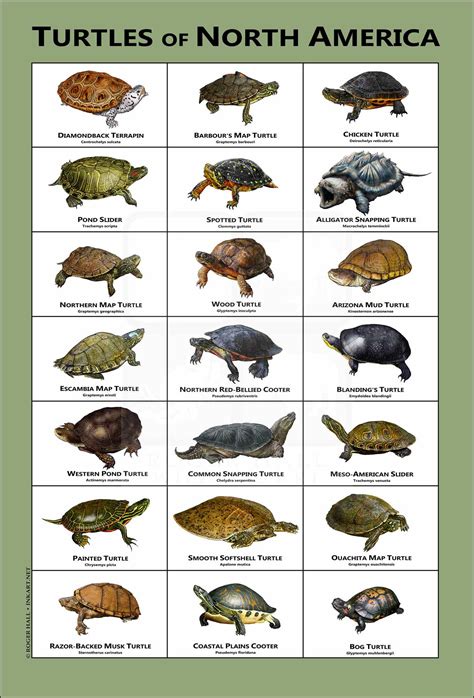 Types Of Freshwater Turtles In The United States Nature Blog Network