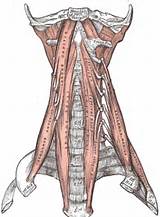 Pictures of Cervical Core Muscles