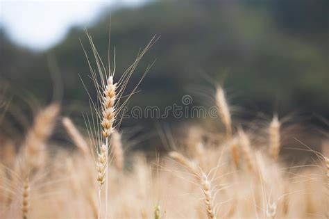 Golden Ripe Barley Plants In The Barley Field Stock Photo Image Of