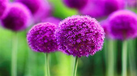 Beautiful Purple Flower Pictures High Quality Media File