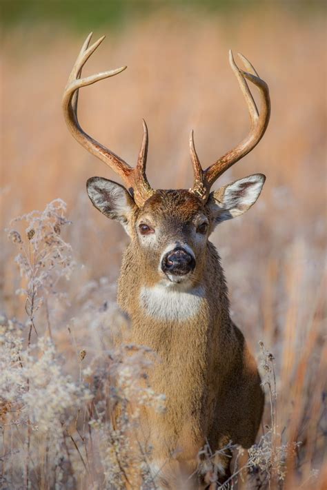 Whitetail Deer Bill Lea Photography