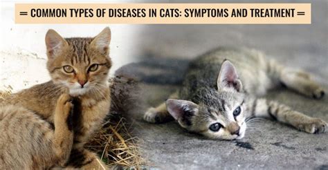 Common Diseases In Cats Symptoms And Treatment