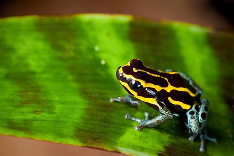 Striped Poison Dart Frog Photograph By Dirk Ercken Fine Art America