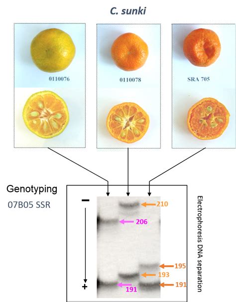 Agrumed Archaeology And History Of Citrus Fruit In The Mediterranean