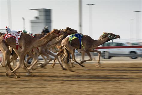 How Fast Can A Racing Camel Run A Camel Usually Averages About 2 To 3