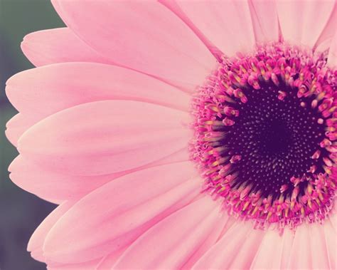 Free Download Pretty Pink Flowers Wallpaper 1920x1200 23453 1920x1200
