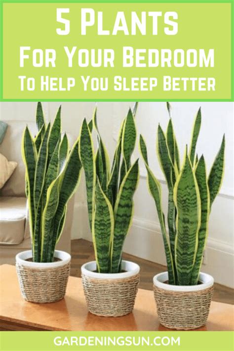 5 Plants For Your Bedroom To Help You Sleep Better Gardening Sun