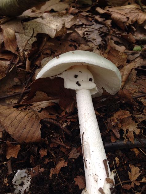 Nearly 99 Certain I Found My First Destroying Angel Its A Crazy