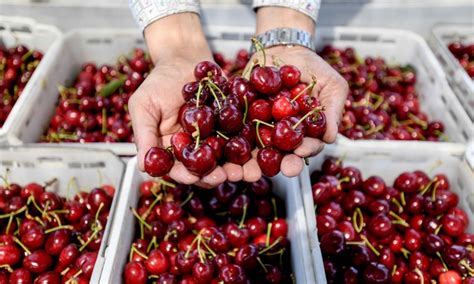 Imported Cherry Prices Drop Following Oversupply Global Times