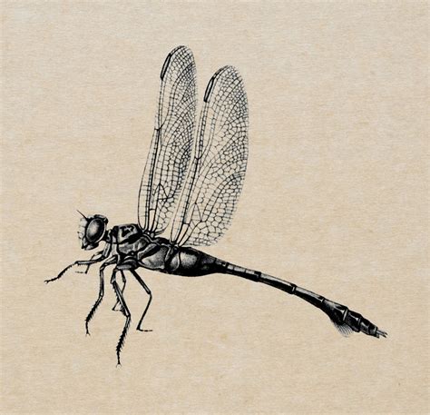 Dragonfly Vintage Art Old Free Stock Photo Public Domain Pictures