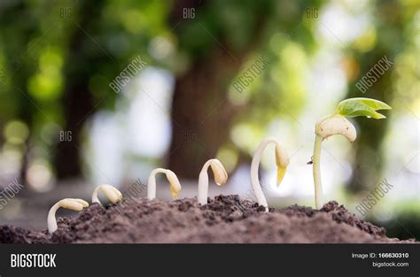 Seed Tree Seeding Image And Photo Free Trial Bigstock