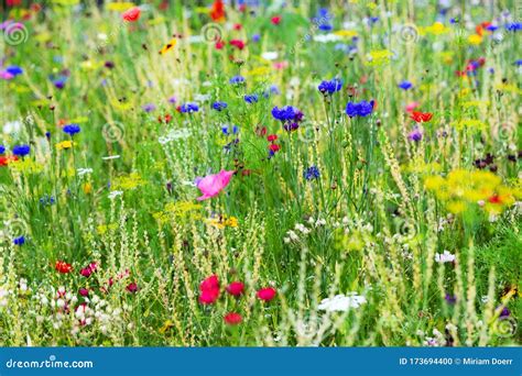 Butterfly Meadow With Wildflowers And Wild Native Herbs Stock Image