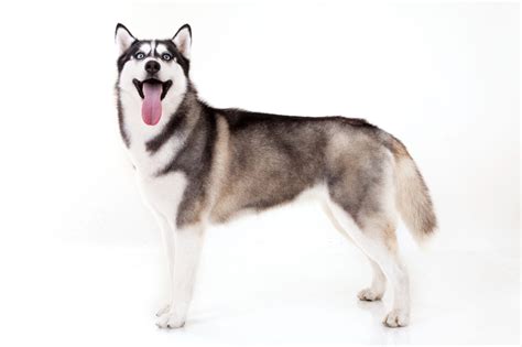 Siberian Huskies Dog Breed Info Photos Common Names And More