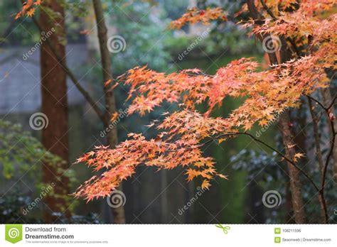 Orange Maple Tree In Autumn Season Maple Tree Branch Stock Photo