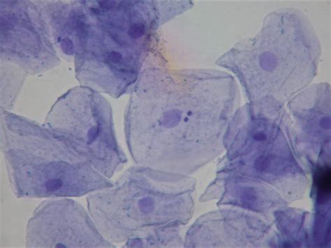 We did not find results for: science form 1: cell theory