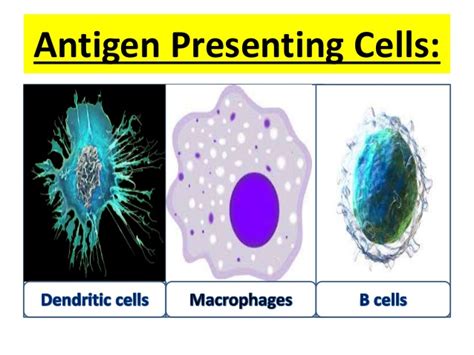 Antigen Presenting Cellsapcs