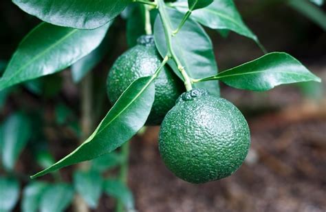 Unripe Green Lime Hanging From A Lime Tree Premium Photo