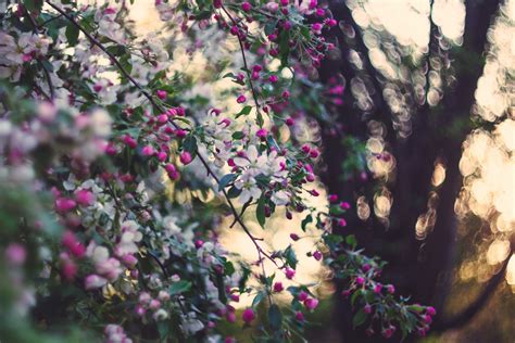 Wallpaper Sunlight Nature Plants Branch Blossom Spring Tree