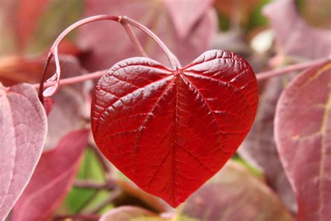 Heart Shaped Red Leaves Forest Pansy Redbud Cercis C Flickr