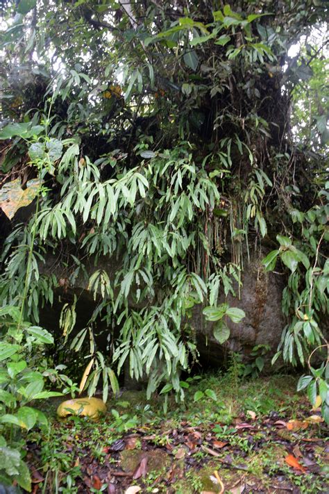 Oleandra Costaricensis Ferns And Lycophytes Of The World