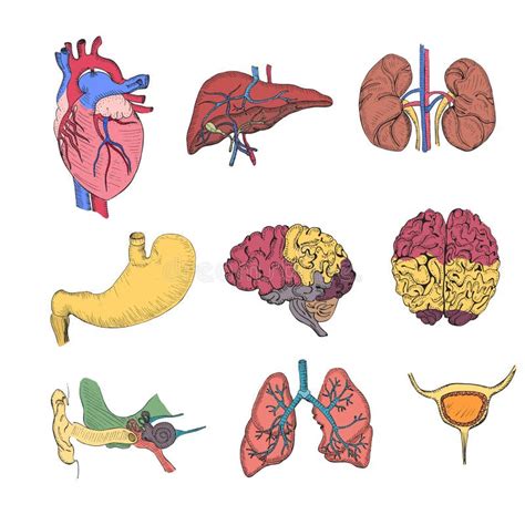 Iconos Dibujados Mano Interna De Los órganos Humanos Fijados Stock De