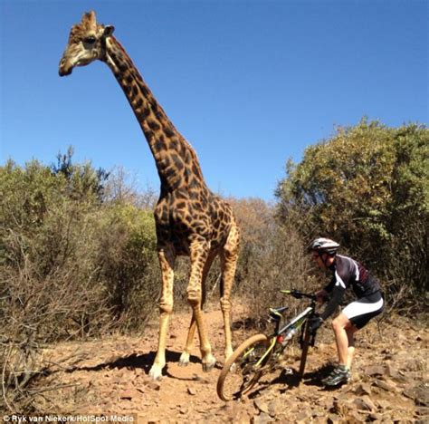 Henri Le Riche Angry Giraffe Smashes Tourists Bicycle As He Poses For A Photo Next To It