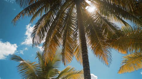 4k Ultrahd Palm Trees At Tropical Coast Vintage Toned