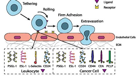 The Leukocyte Adhesion Cascade And Circulating Tumor Cells Tethering
