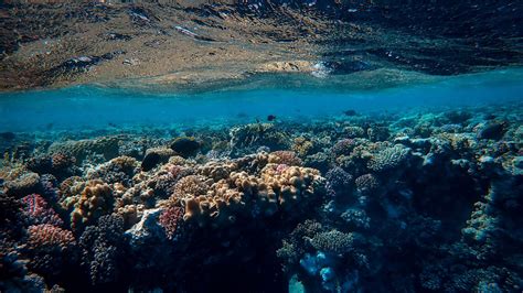 Download Wallpaper 1920x1080 Underwater World Ocean Corals Algae Full Hd Hdtv Fhd 1080p Hd