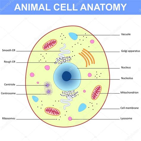 Structure Of An Animal Cell Stock Vector Image By ©mrhighsky 101825034